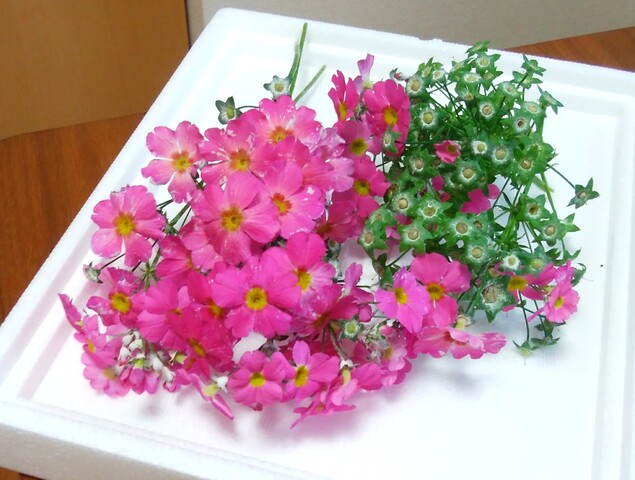 IMG_20210516_120611