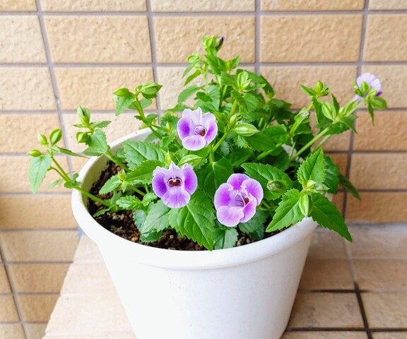 IMG00023~6