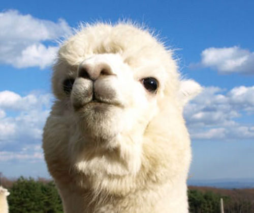 alpaca201