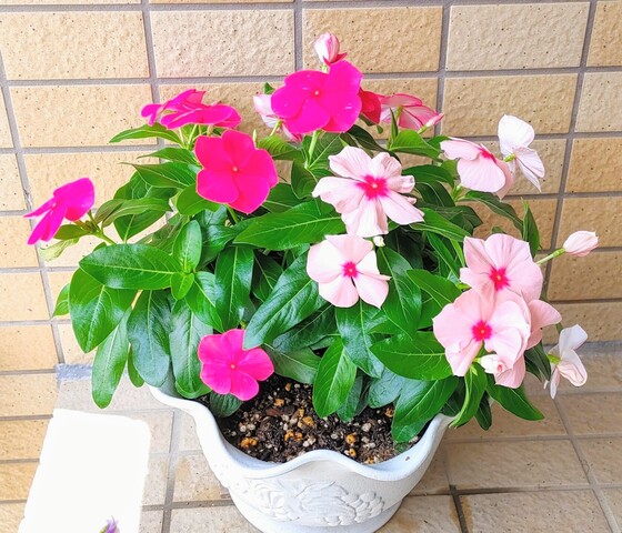 IMG00572~4
