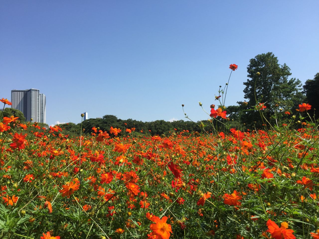 ポケモンgo振り返り日記 マシャビのゆるログ