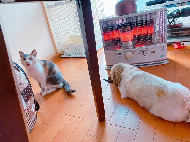 画像 ヌッコさん ストーブ前をイッヌに占拠されブチギレ 2chまとめのまとめ速報 画像 ヌッコさん ストーブ前をイッヌに占拠されブチギレ 2chまとめのまとめ速報