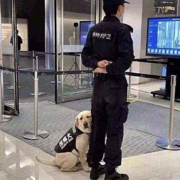 画像 まったく役に立ちそうにない警察犬が見つかるｗｗｗｗｗｗｗｗｗｗｗｗｗｗｗｗｗｗｗｗｗｗｗｗｗｗｗ Mashlife通信