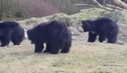 悲報 クマさん ヒトに気づいてもらえない Mashlife通信