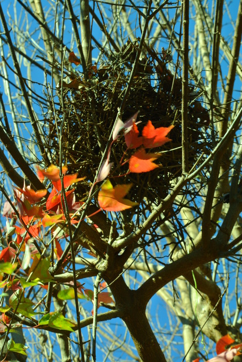 DSC_1407