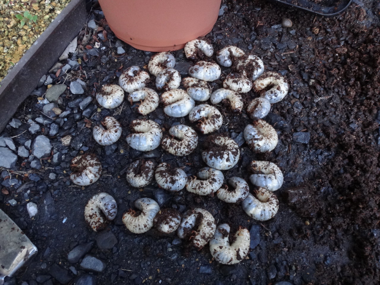カブトムシの幼虫全滅 ヤマス日記