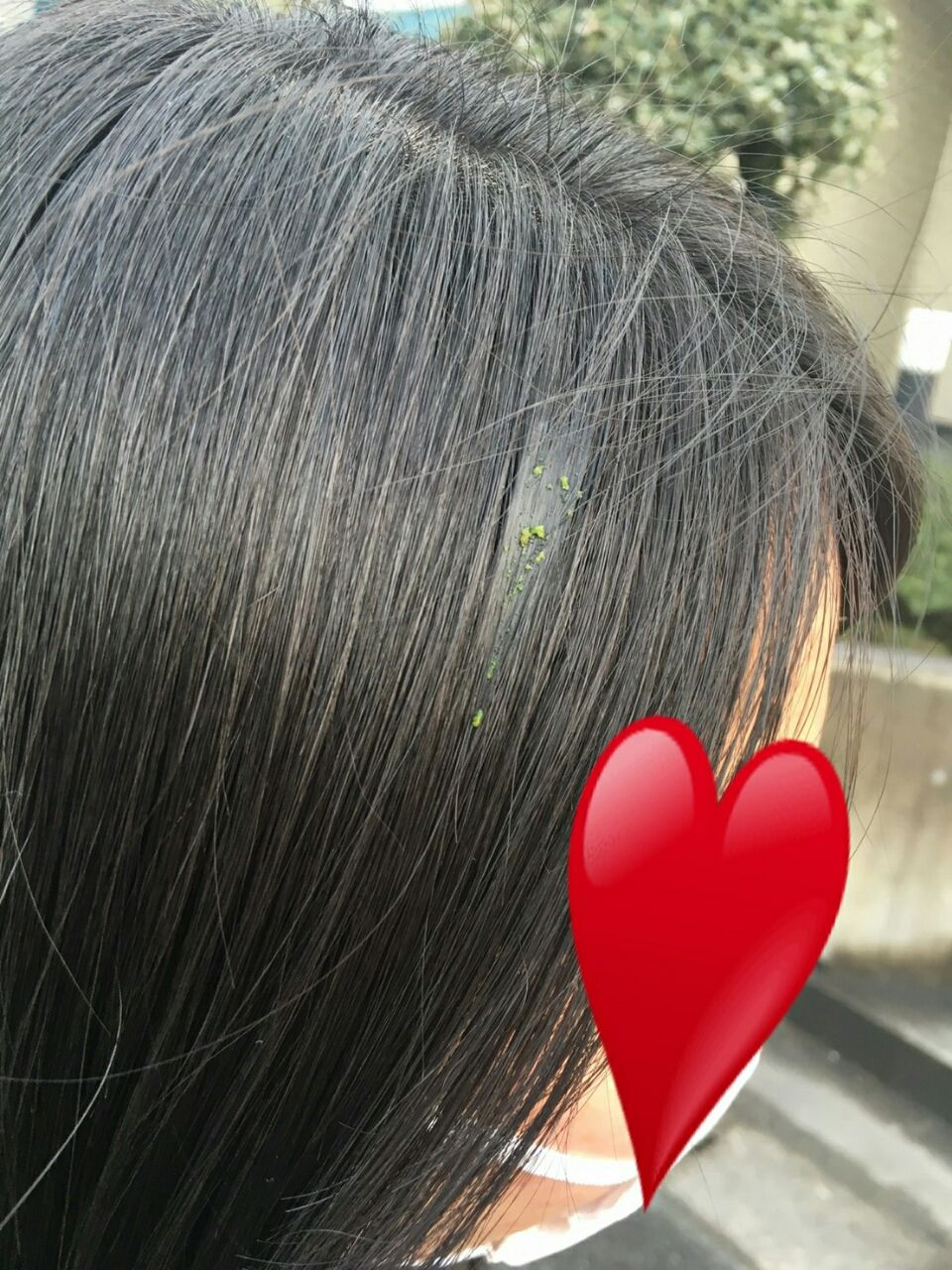 頭に鳥の糞がかかった子の頭をシャンプーしてきました ましぽて日記
