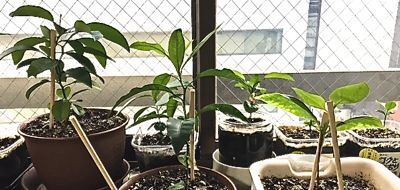 新芽が芽吹く マスタカのおもろい人生 新芽が芽吹く マスタカのおもろい人生