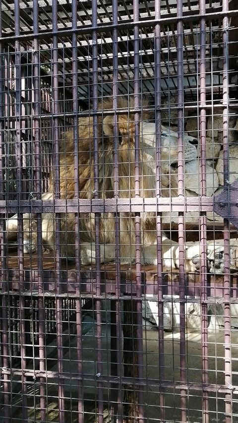 池田動物園06