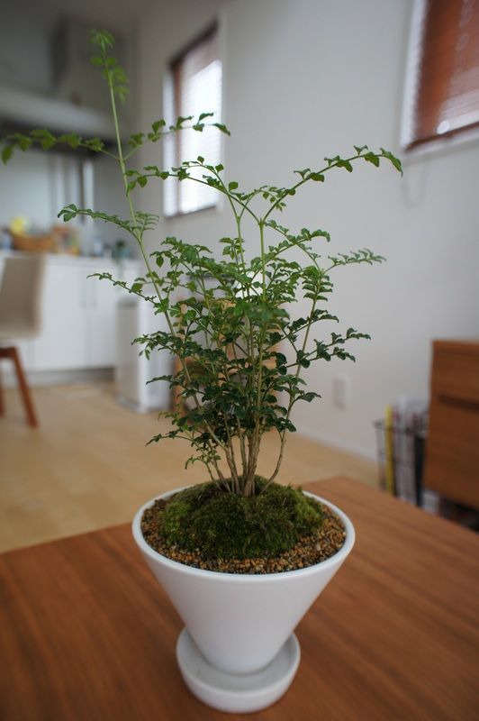 更に一鉢 シマトネリコ盆栽 Massaログ