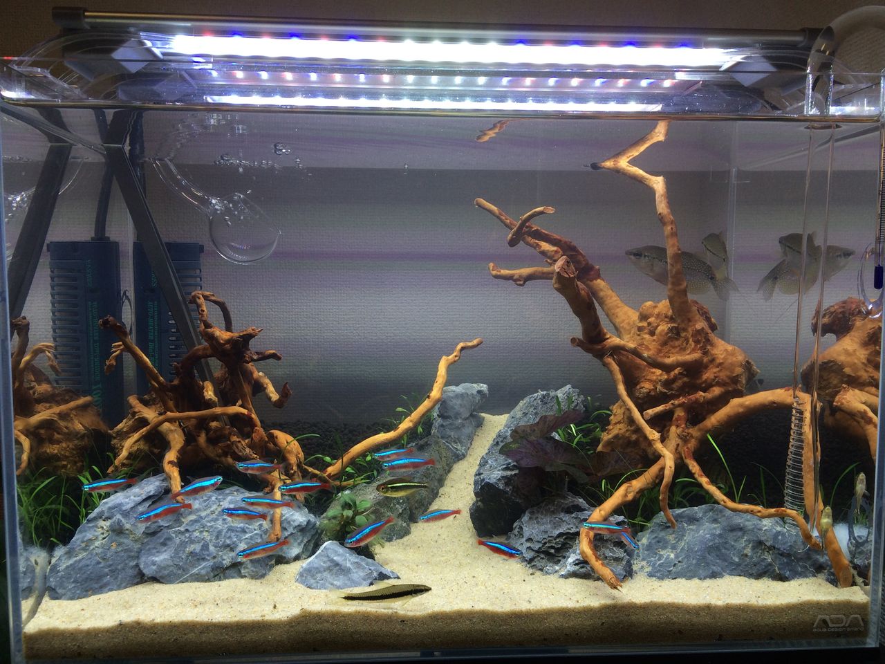 リセット Aquarium Diary リセット Aquarium Diary