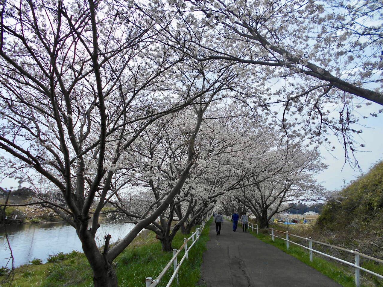 お花見ですか まっさんの自転車日記