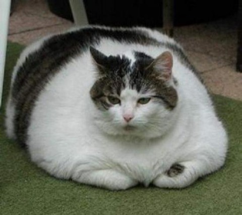 太った猫