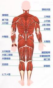 筋肉 体の筋肉の名称一覧 武術通信