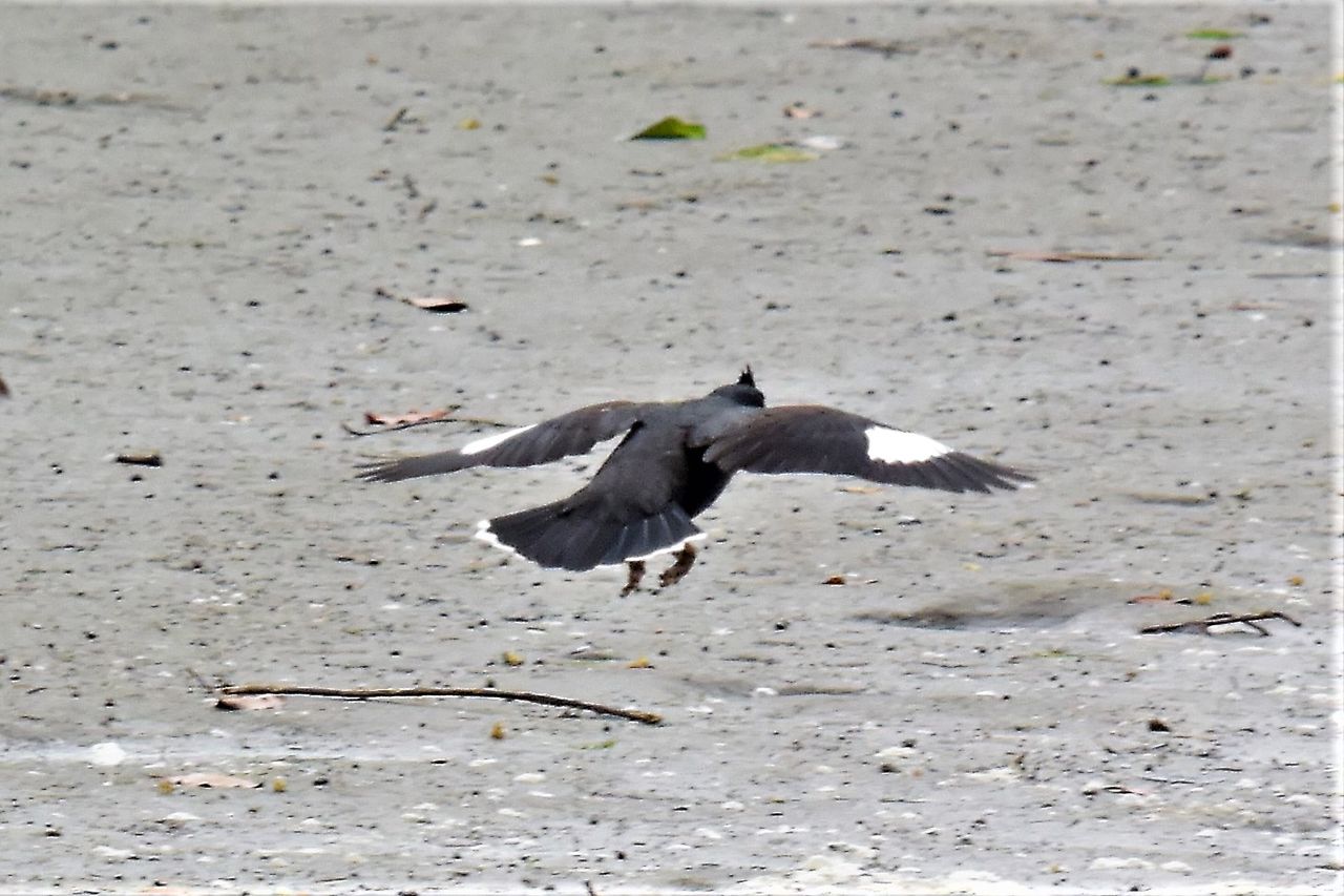 18 05 28 30 白い日の丸 ハッカチョウ ウル虎オジサンの鳥撮りブログ