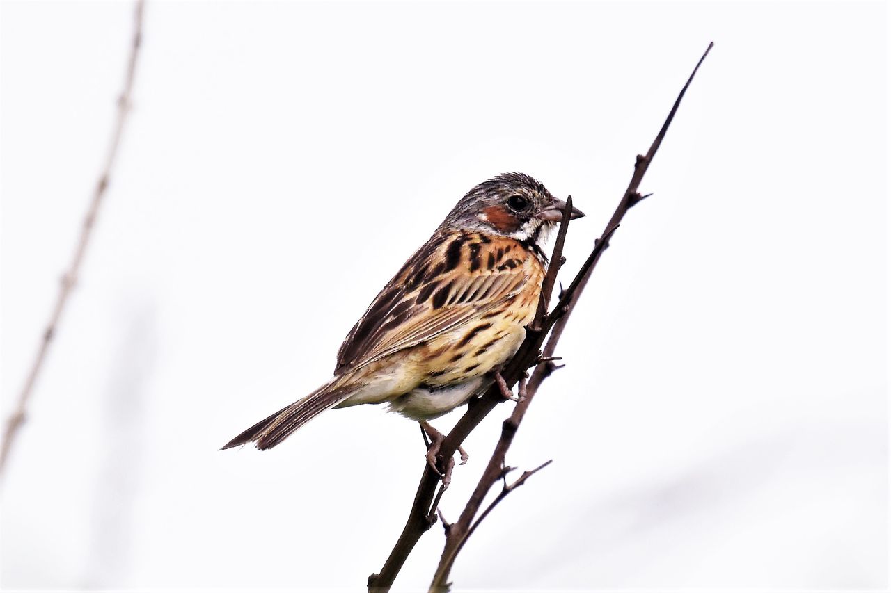 6 24 25 富士の草原でホオアカ ウル虎オジサンの鳥撮りブログ