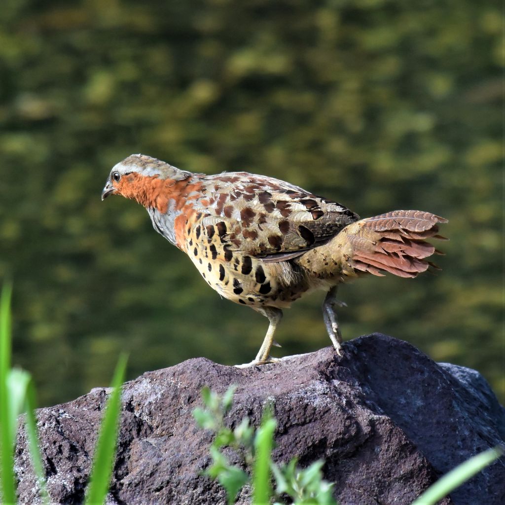 18 07 06 8 やっと出逢ったコジュケイ ウル虎オジサンの鳥撮りブログ 18 07 06 8 やっと出逢ったコジュケイ ウル虎オジサンの鳥撮りブログ
