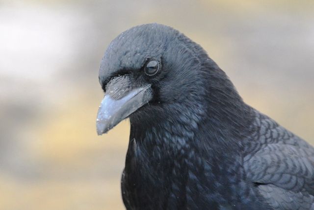 2 18 19 カモメ カラス アオサギ 強いのは ウル虎オジサンの鳥撮りブログ 2 18 19 カモメ カラス アオサギ 強いのは ウル虎オジサンの鳥撮りブログ