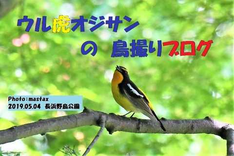 19年06月 ウル虎オジサンの鳥撮りブログ 19年06月 ウル虎オジサンの鳥撮りブログ