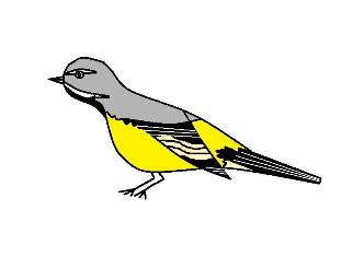 12/8-9 幸運を呼ぶ純白セキレイ : ウル虎オジサンの鳥撮りブログ