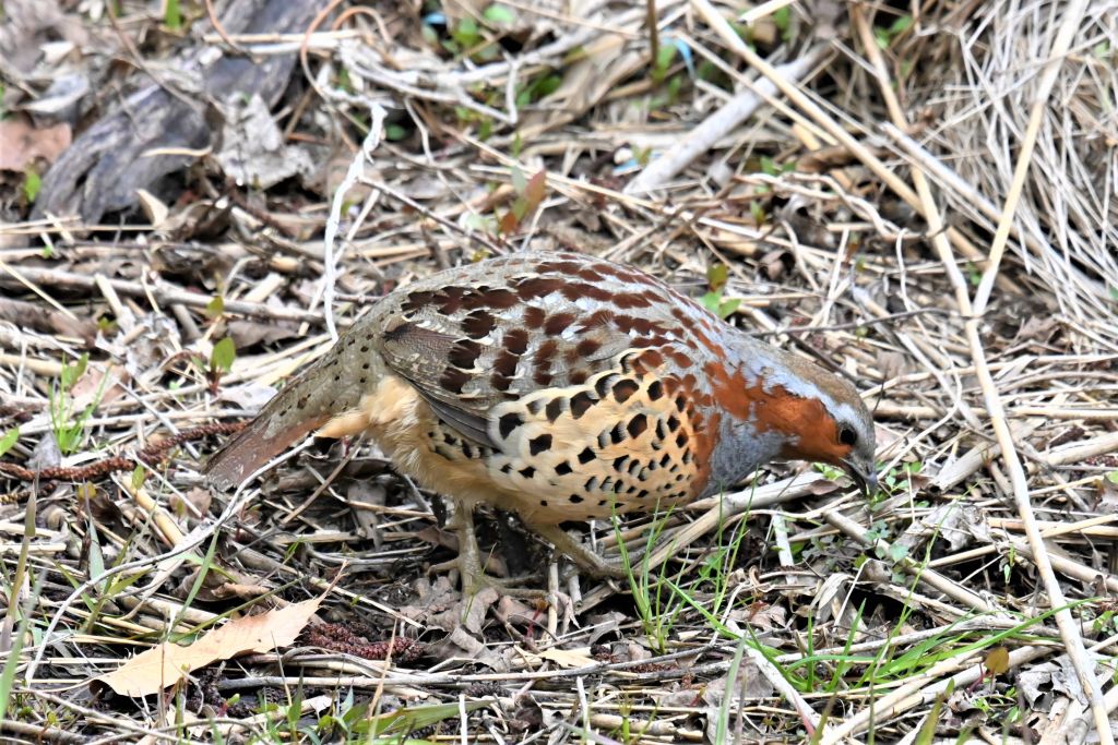 03 21 22 一寸来いコジュケイ ウル虎オジサンの鳥撮りブログ 03 21 22 一寸来いコジュケイ ウル虎オジサンの鳥撮りブログ