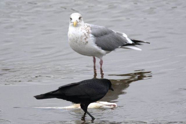 2 18 19 カモメ カラス アオサギ 強いのは ウル虎オジサンの鳥撮りブログ 2 18 19 カモメ カラス アオサギ 強いのは ウル虎オジサンの鳥撮りブログ