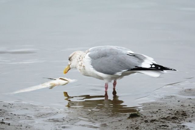 2 18 19 カモメ カラス アオサギ 強いのは ウル虎オジサンの鳥撮りブログ 2 18 19 カモメ カラス アオサギ 強いのは ウル虎オジサンの鳥撮りブログ