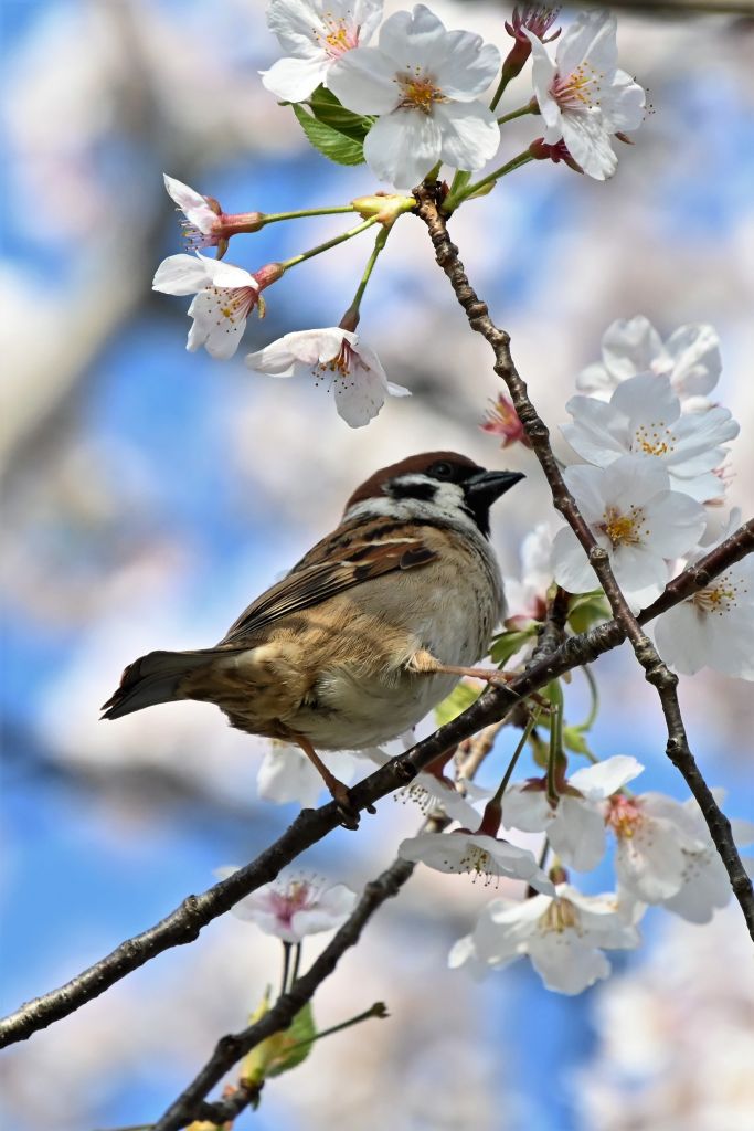 03 2 3 満開の桜にスズメ ウル虎オジサンの鳥撮りブログ 03 2 3 満開の桜にスズメ ウル虎オジサンの鳥撮りブログ