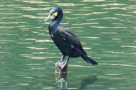 公園の池は寂しくなりました。 : ウル虎オジサンの鳥撮りブログ