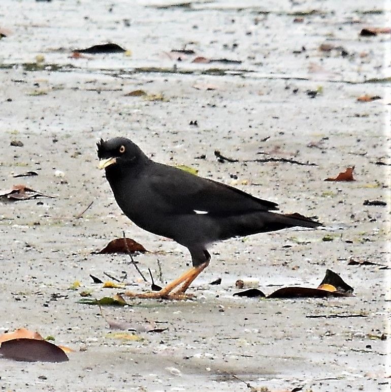 18 05 28 30 白い日の丸 ハッカチョウ ウル虎オジサンの鳥撮りブログ