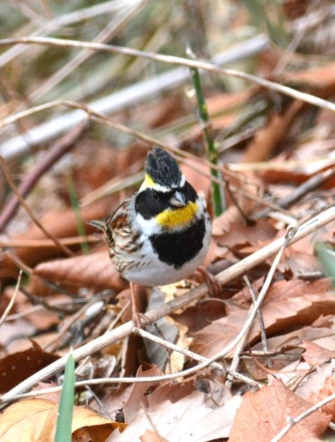 15年02月25日 ウル虎オジサンの鳥撮りブログ 15年02月25日 ウル虎オジサンの鳥撮りブログ