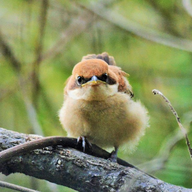 4 22 23 とっても可愛いモズの雛 ウル虎オジサンの鳥撮りブログ