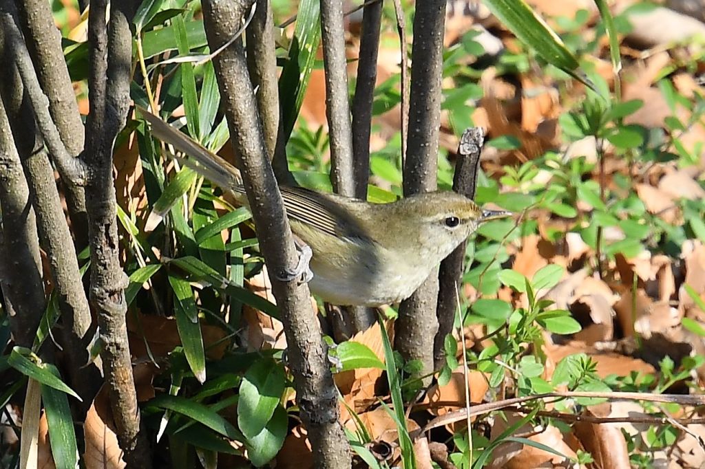 2018年01月 ウル虎オジサンの鳥撮りブログ