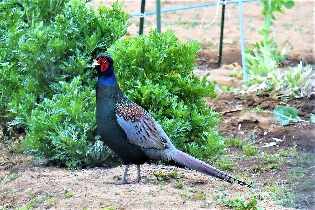 19 04 15 16 キジの母衣打ち ウル虎オジサンの鳥撮りブログ