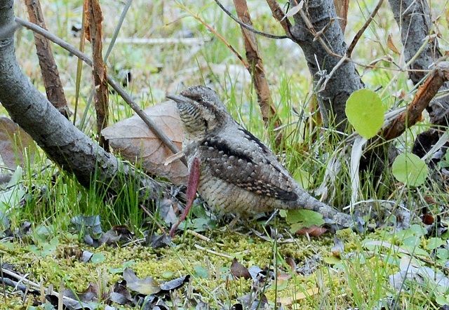 15年12月11日 ウル虎オジサンの鳥撮りブログ