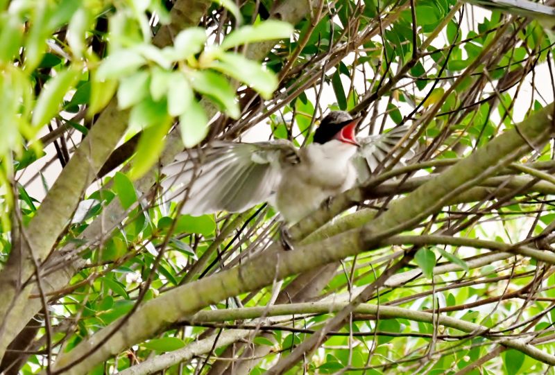 07 11 12 オナガの子育て ウル虎オジサンの鳥撮りブログ
