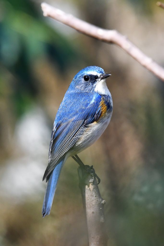18 02 26 27 幸せの青い鳥ルリビタキ ウル虎オジサンの鳥撮りブログ 18 02 26 27 幸せの青い鳥ルリビタキ ウル虎オジサンの鳥撮りブログ