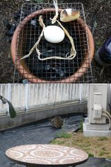 VS野良猫