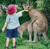 カンガルー