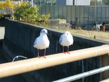 bird11