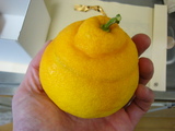 sanpoukan02