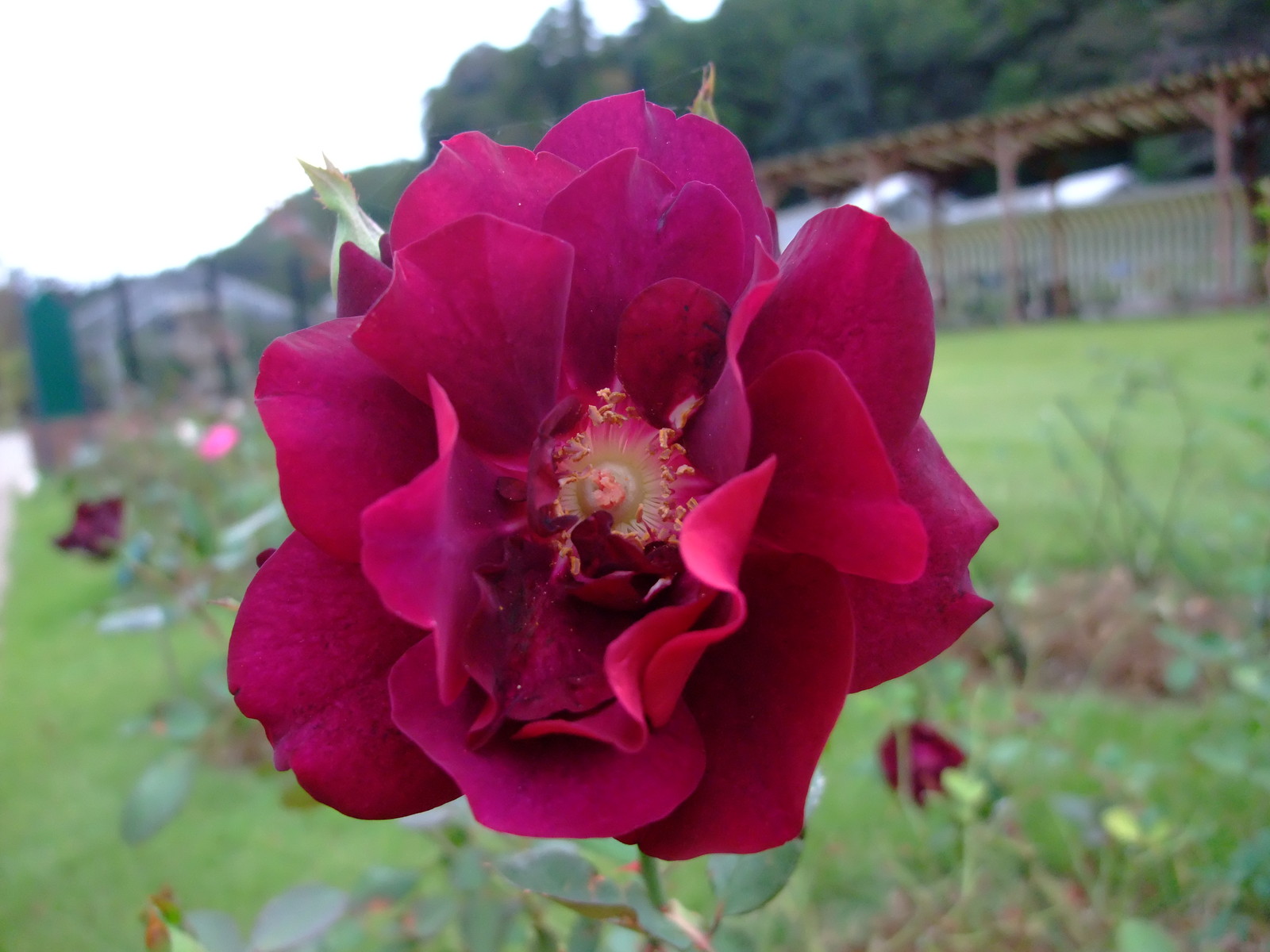 rose03