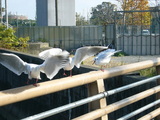 bird12