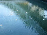bird08