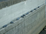 bird07