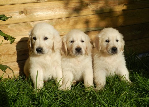 puppies-gbf07b1549_1280