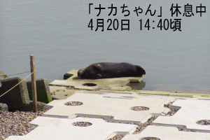ナカちゃん 護岸ブロックに挟まる 無事救出 梁山泊繁盛日記 ナカちゃん 護岸ブロックに挟まる 無事救出 梁山泊繁盛日記