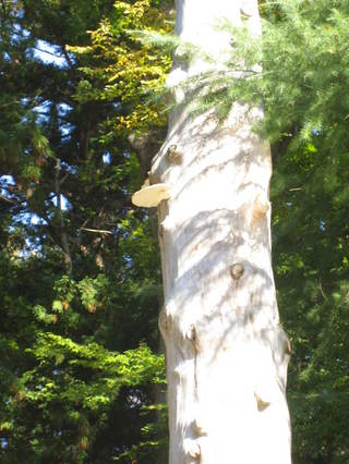 ���Τ���