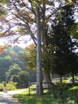 ������Ƿ����