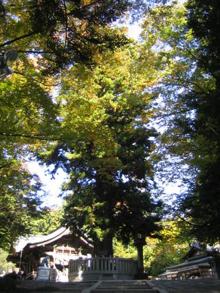 ������ο�